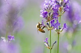 Bee among the lavender by Mark Bolijn