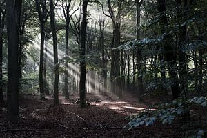 Morgenglühen im Wald