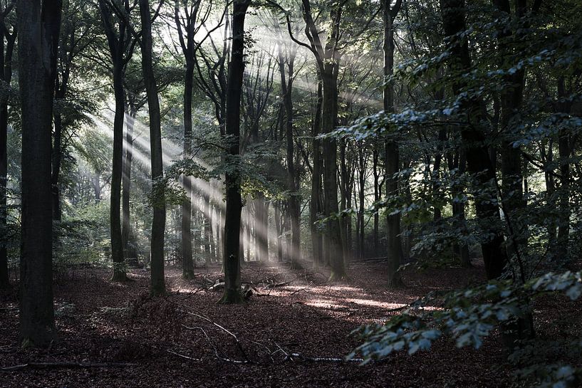 Morning glow in the forest by DuFrank Images