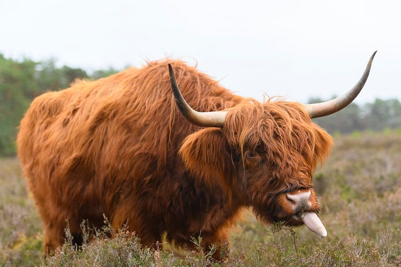 Portrait eines schottischen Hochlandviehs von Sjoerd van der Wal Fotografie