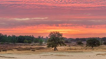 Loonse en Drunense Duinen - Zonsondergang van Frank Smit Fotografie