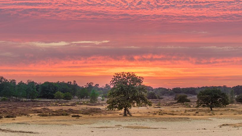 Loonse en Drunense Duinen - Zonsondergang van Frank Smit Fotografie