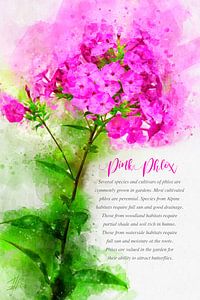 Rosa Phlox