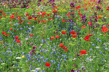 field flowers by Yvonne Blokland