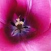Roze - paarse tulp van Lotte Veldt
