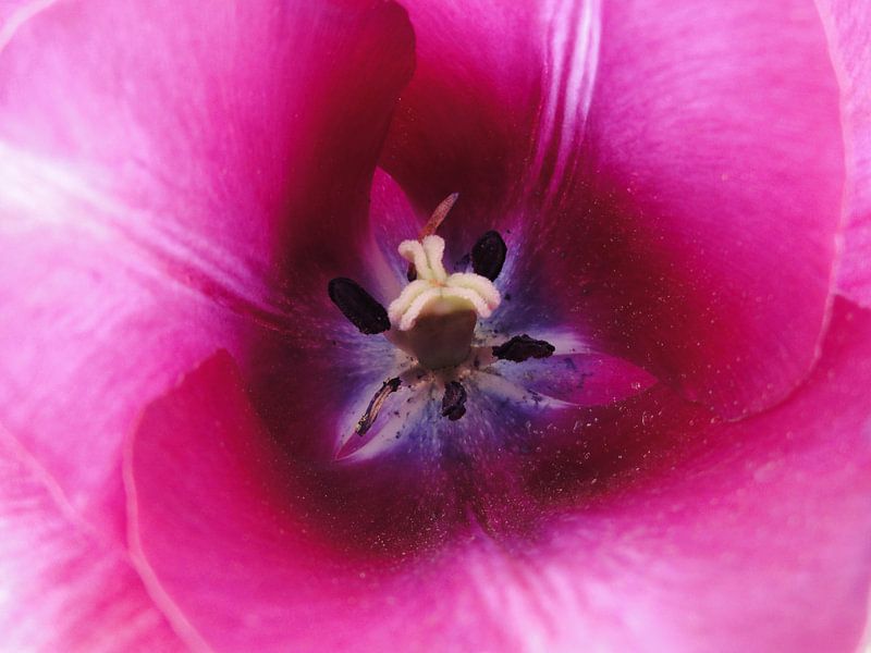 Roze - paarse tulp by Lotte Veldt