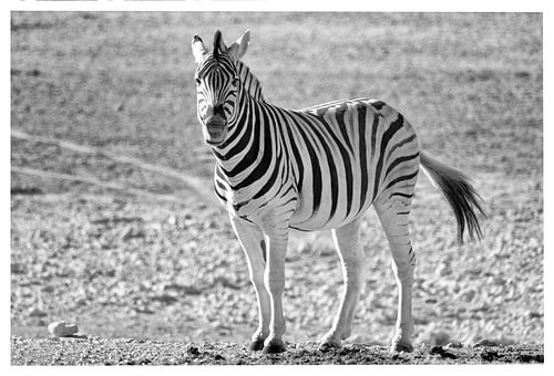 Zebra im Etosha-Nationalpark, Namibia