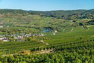Leiwen Moselle Vines by Hans Lebbe thumbnail