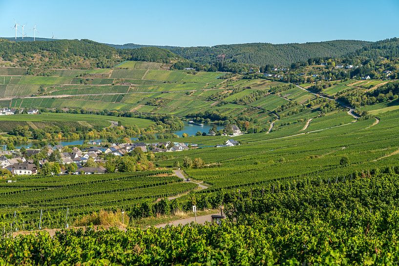 Leiwen Moselle Vines by Hans Lebbe