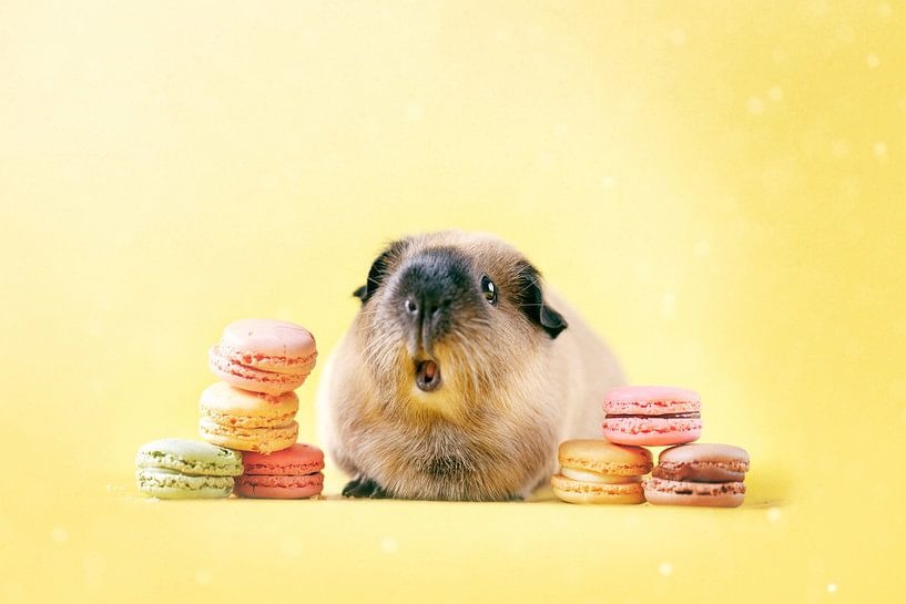 Macarons de cochon d'Inde par Marloes van Antwerpen