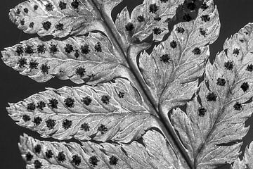 Springtail on a fern by Danny Slijfer Natuurfotografie