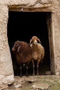 Twee schapen