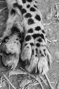 Close up cheeta poten met klauwen zwart wit