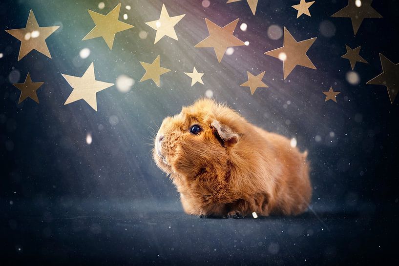 Guinea pig stars by Marloes van Antwerpen