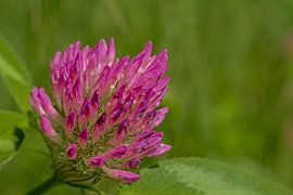 Clover flower macro by Kristof Lauwers