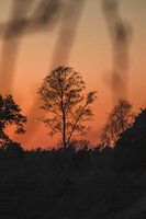 Zonsondergang boom
