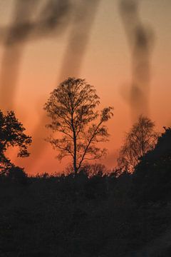 Zonsondergang boom van BY MEAGAN