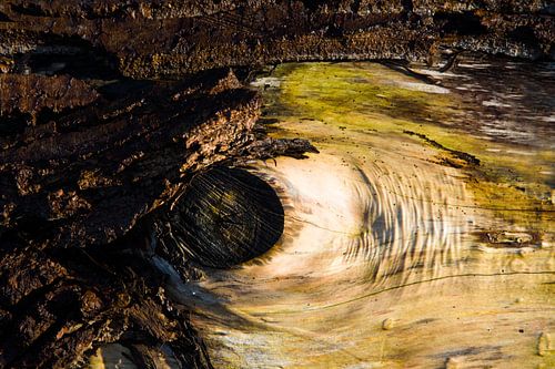 The Imagination 'The eye'