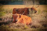 Scottish Highlanders in the Dutch Forest