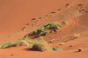 Gras in de rode woestijn duinen landschap. Rust, zen van Bobsphotography