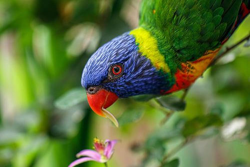 Lori en de bloem
