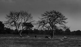 Landschaft in Drenthe von Anne Marije Hoekstra