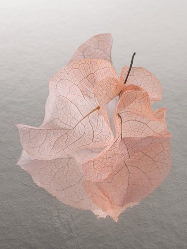 Dansende blaadjes weerspiegelen in de ondergrond