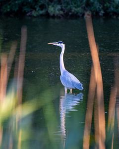 De blauwe reiger van visitlimburg