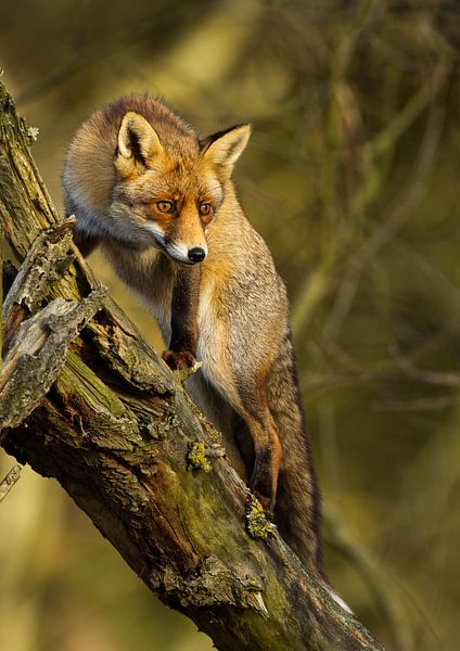 Fuchs klettert auf einen Baum von Menno Schaefer