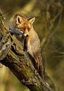 Fuchs klettert auf einen Baum von Menno Schaefer Miniaturansicht