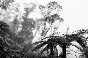 Regenwoud in de mist IX van Ines van Megen-Thijssen