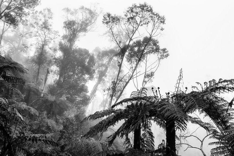 Forêt tropicale dans le brouillard IX par Ines van Megen-Thijssen