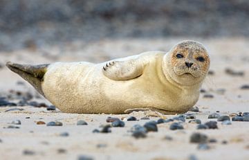 Jonge zeehond poseert voor de camera.