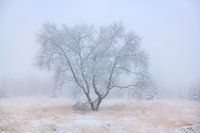 Tree full of frost on a wintry day with snow at the High Fens in Belgium.