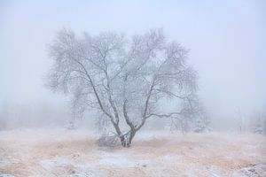 Ein Baum voller Frost an einem Wintertag mit Schnee im Hohen Venn in Belgien.