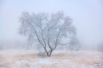 Ein Baum voller Frost an einem Wintertag mit Schnee im Hohen Venn in Belgien. von Jos Pannekoek