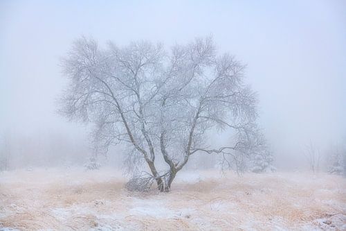 Boom vol met rijp op een winterse dag met sneeuw op de Hoge Venen in Belgie. van Jos Pannekoek