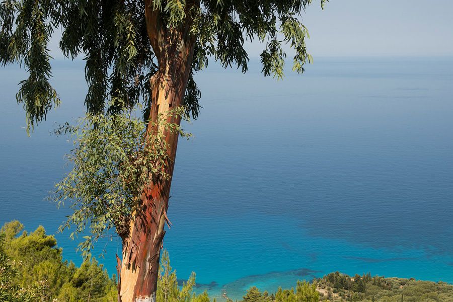 De Ionische zee met Eucalyptus boom, Lefkas