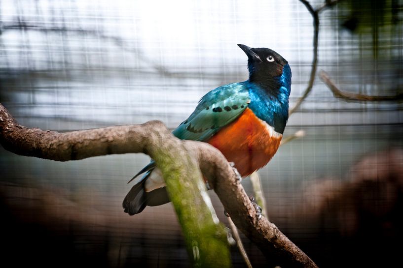 Bird of color par Focus Studio Fotografie