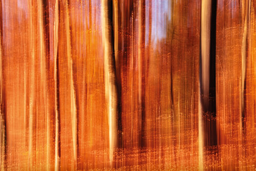 Un automne doré en forêt