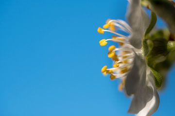 Bloesem 04 von Moetwil en van Dijk - Fotografie