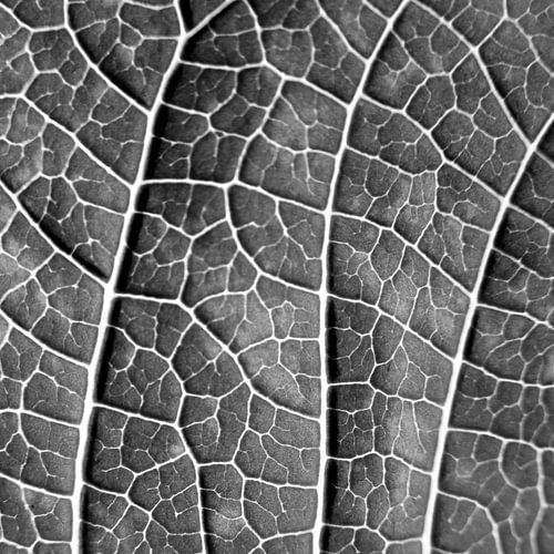 LEAF STRUCTURE BLACK AND WHITE