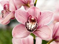Roze