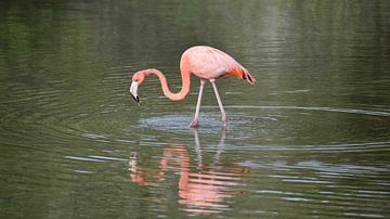 Een flamingo met zijn spiegelbeeld van Pieter JF Smit