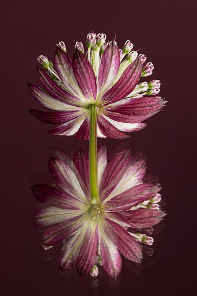 Astrantia Major (Renouée de Zélande) miroirs en surface par Marjolijn van den Berg