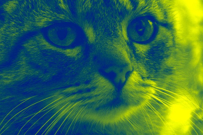 kleurrijke kat van Andrea Meister