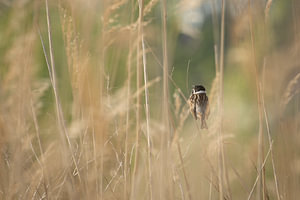 Singing Reed Bunting