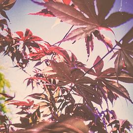 Japanese maple