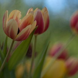Tulip Art by Deez - Tulpen in Nederland