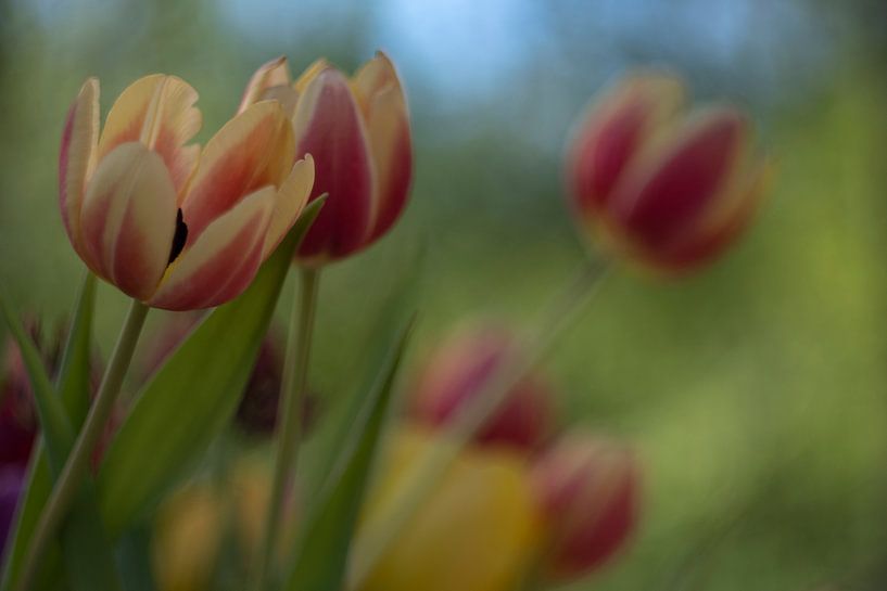 Tulip Art by Deez - Tulpen in Nederland van Desiree Adam-Vaassen